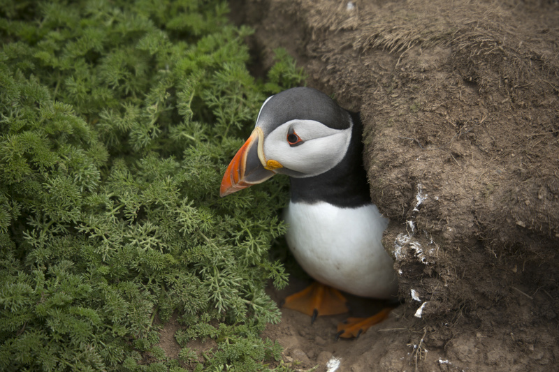 Puffin 4 - Puffins and Friends