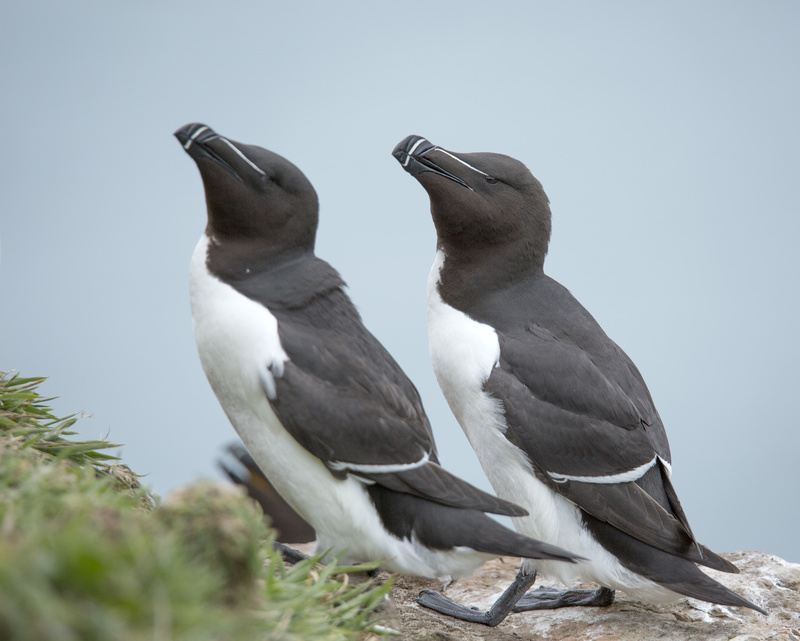 Razorbills - Puffins and Friends