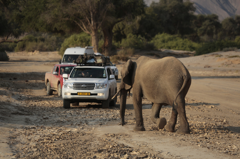 Desert Elephant Approaching the Tourists - Namibian Wildlife