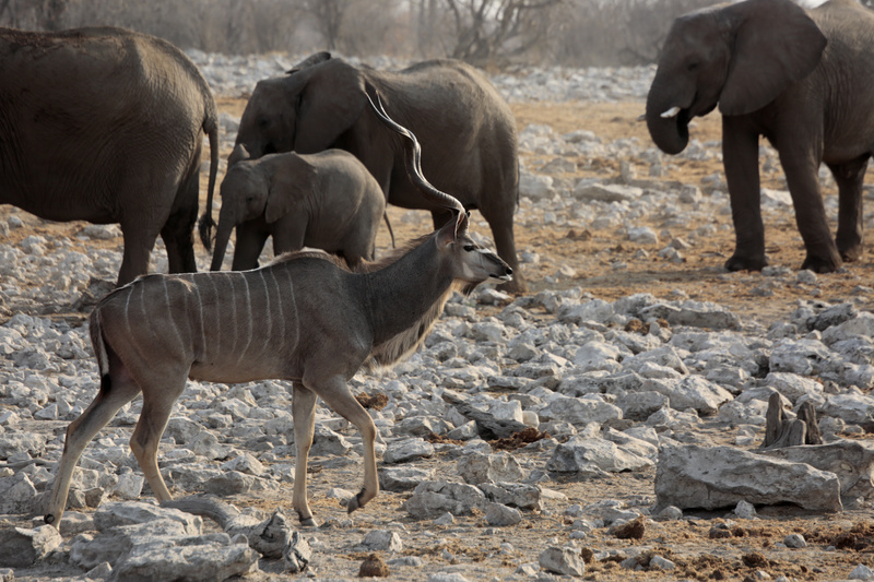 Kudu and Elephants - Namibian Wildlife