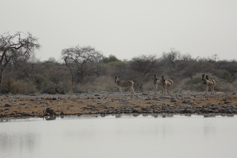 Zebra Wary of the Leopard - Namibian Wildlife