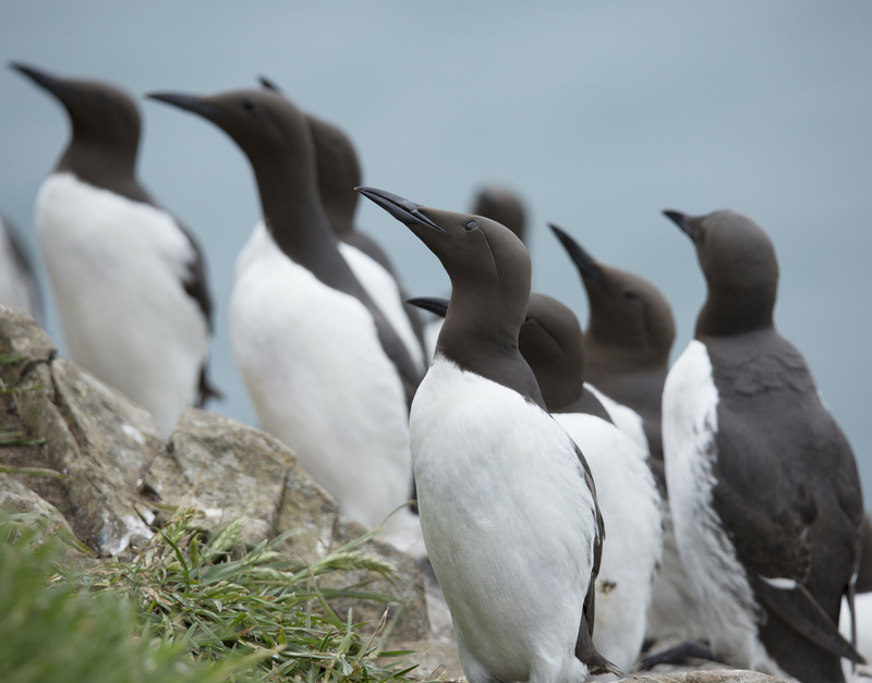 Guillemots 1 - Puffins and Friends