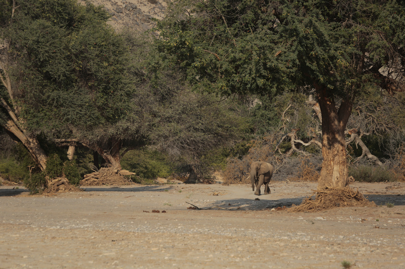 Desert Elephant Approaching - Namibian Wildlife
