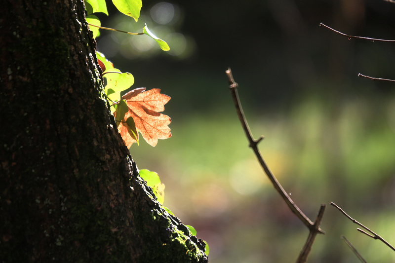 Sunlit Leaves - Urban Sanctuary