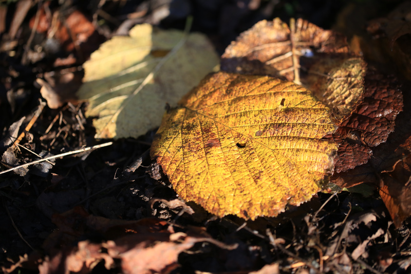 Winter Leaves 1 - Urban Sanctuary