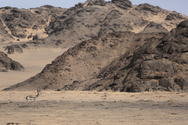 Springbok in the Desert - Namibian Wildlife