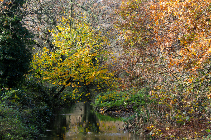 Autumn Stream - Urban Sanctuary