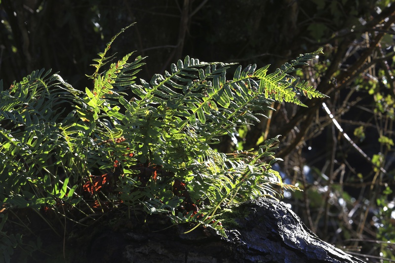 Sunlit Ferns - Urban Sanctuary