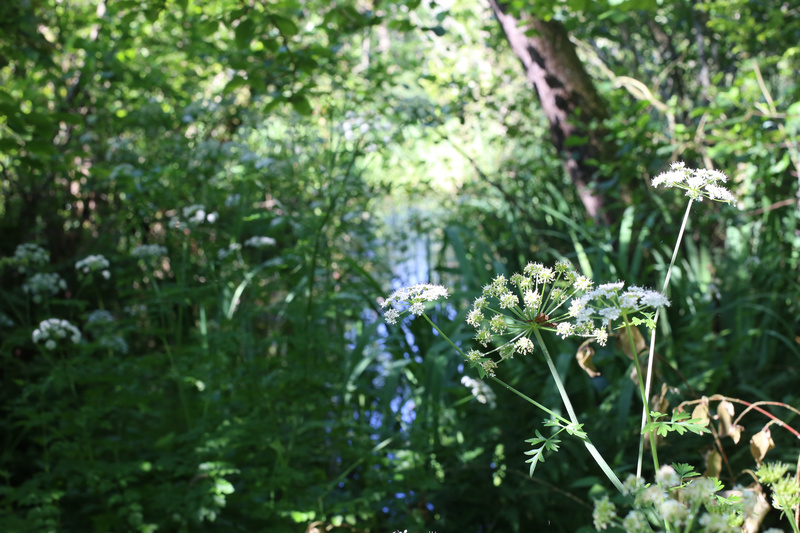 Flower and Water - Urban Sanctuary