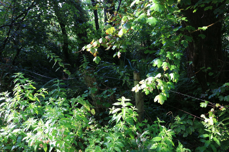 August - Fence Posts