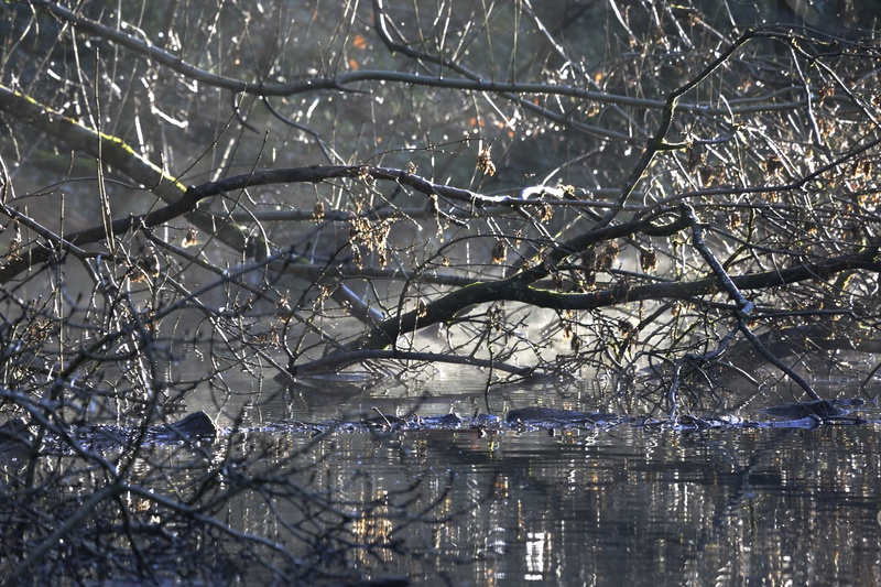 Winter Canal - Urban Sanctuary