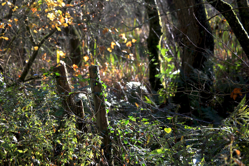 November - Fence Posts