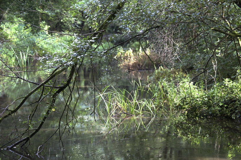 Canal - Urban Sanctuary