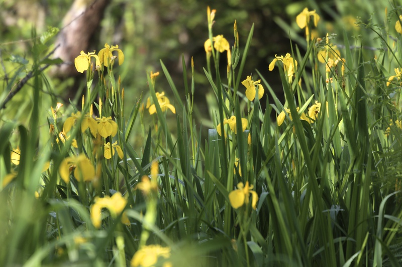 Iris - Urban Sanctuary