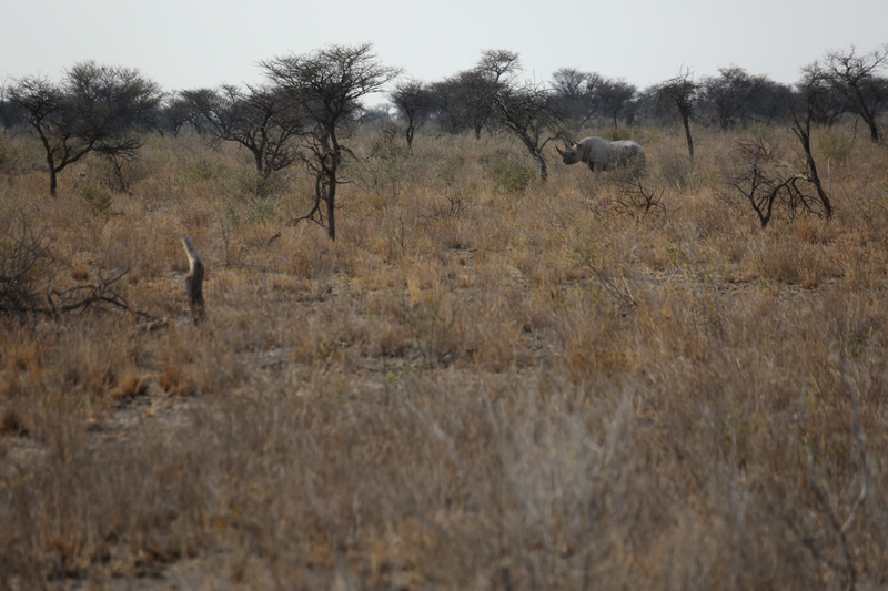 Black Rhino in the Trees - Namibian Wildlife