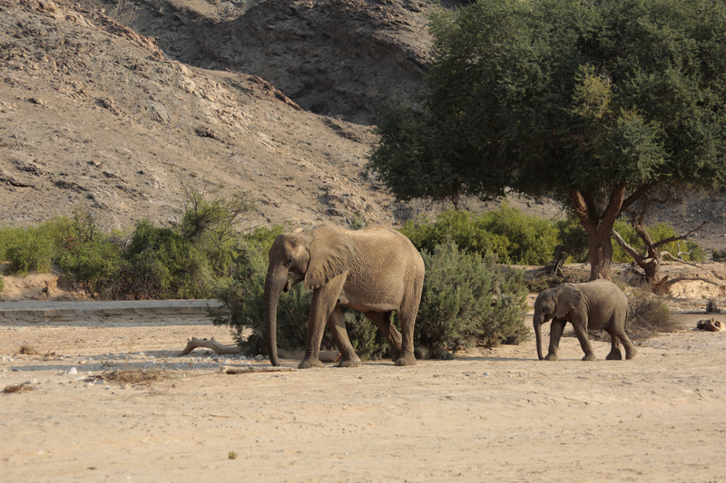 Desert Elephants: Cow and Calf - Namibian Wildlife