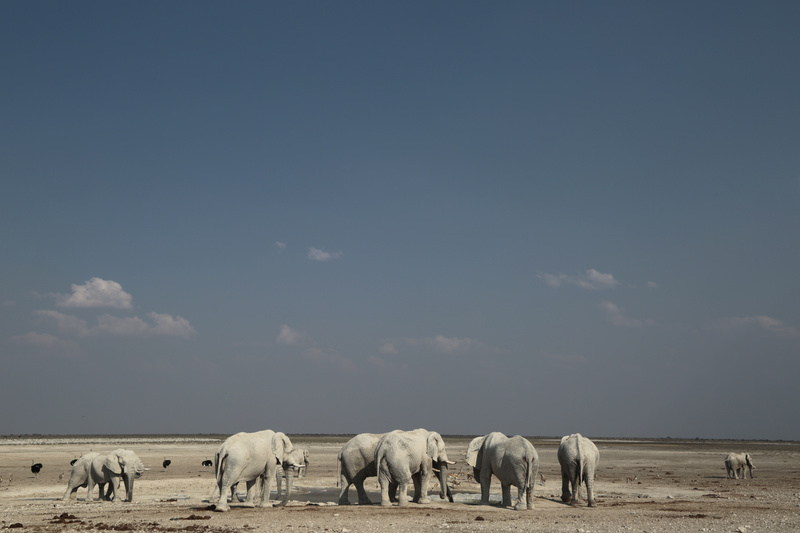 Old Men Hang Out at the Waterhole - Namibian Wildlife