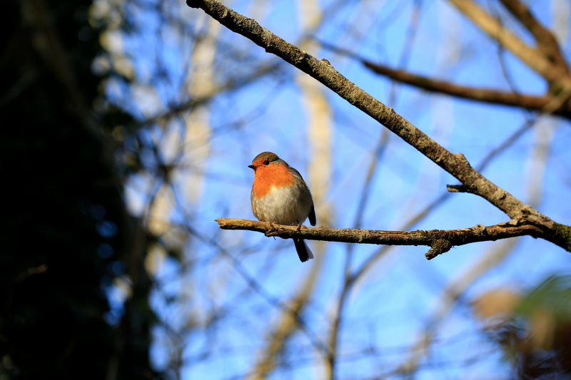 Friendly Robin - Urban Sanctuary