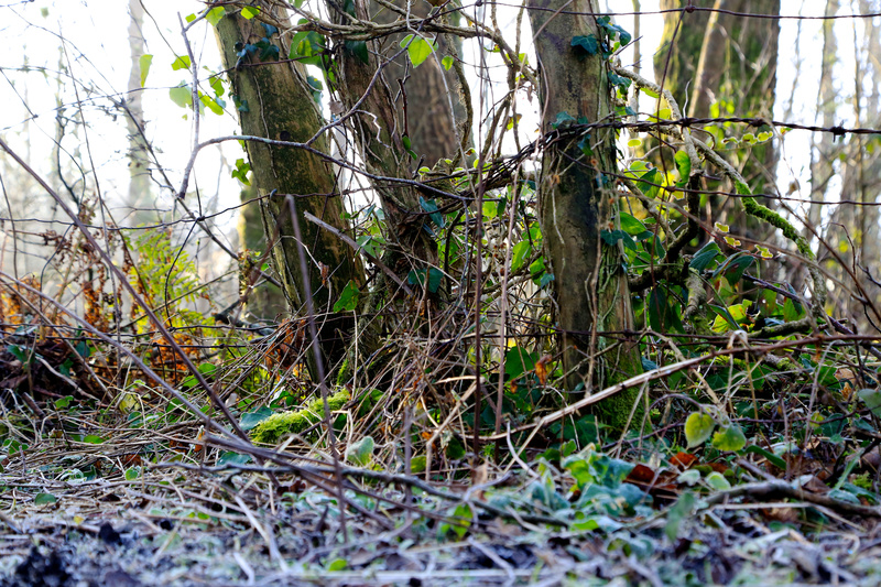 February - Fence Posts