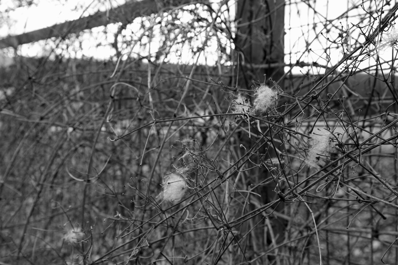 Weeds and Fence - Unloved Cardiff