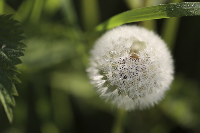 Dandelion 4 - Dandelion