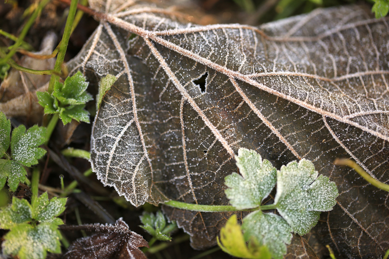 Winter Leaves 2 - Urban Sanctuary