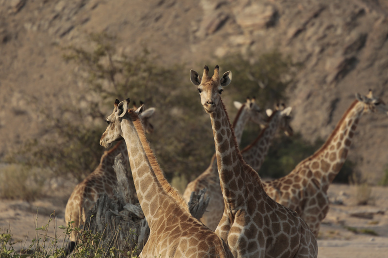 Cluster of Giraffes - Namibian Wildlife
