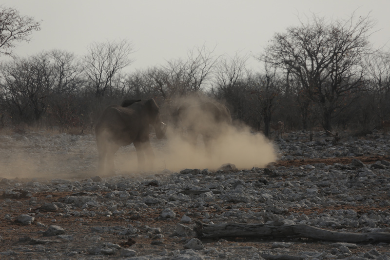 Disappearing in a Dust Cloud - Namibian Wildlife