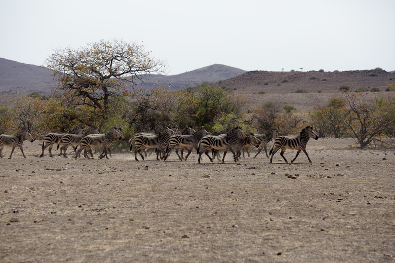 Zebras on the Move - Namibian Wildlife