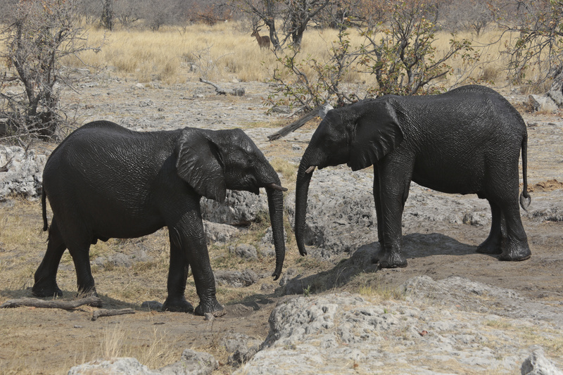 Young Elephants Say Hello - Namibian Wildlife
