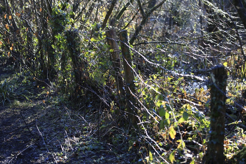 January - Fence Posts