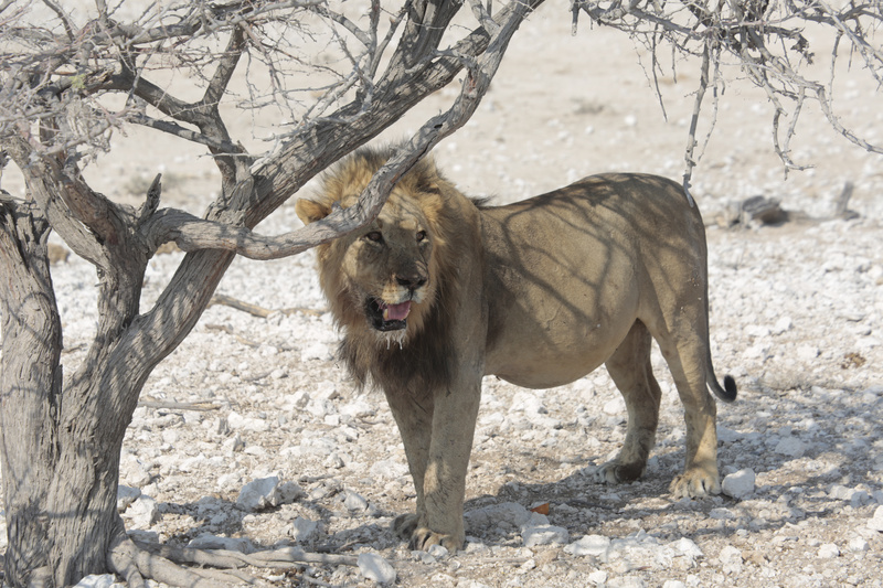Seeking Shade - Namibian Wildlife
