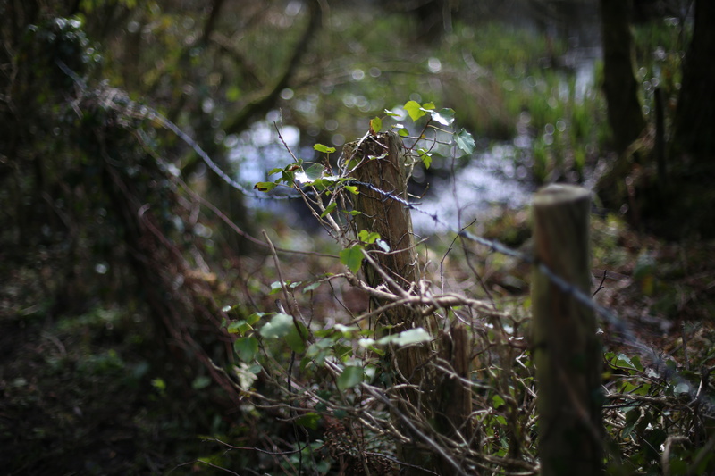 March - Fence Posts
