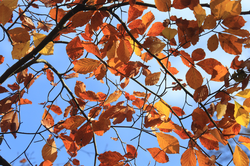 Autumn Leaves - Urban Sanctuary