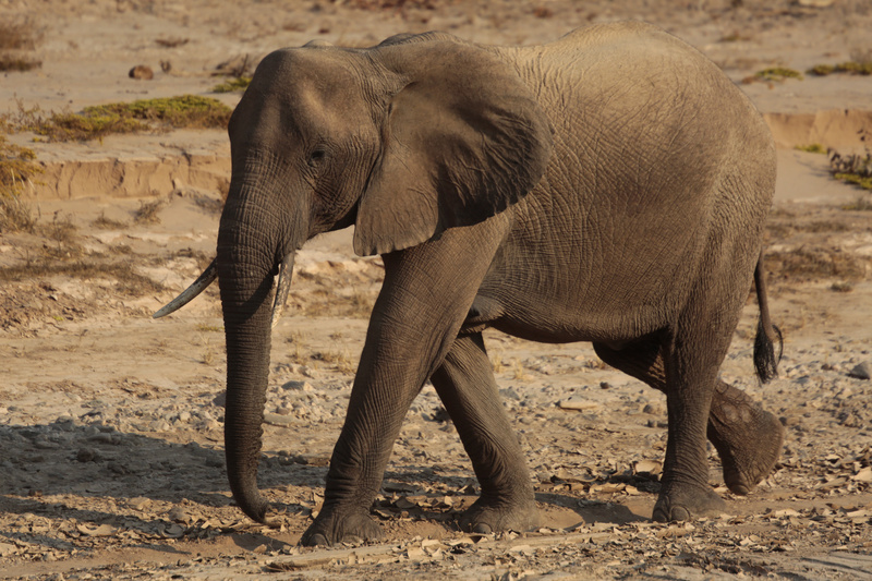 Desert Elephant on the Move - Namibian Wildlife