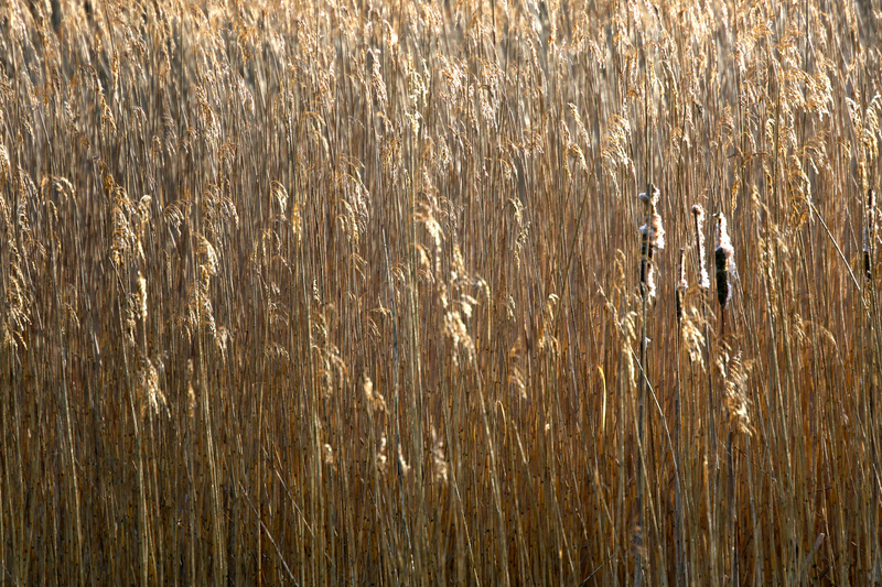 Reed 1 - Urban Sanctuary