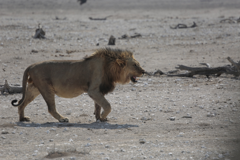 Lion on the Prowl 2 - Namibian Wildlife