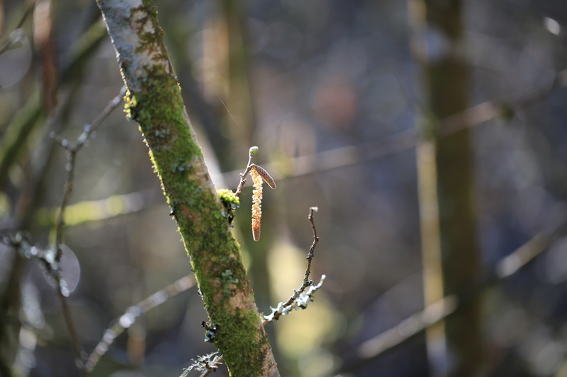 Catkin - Urban Sanctuary