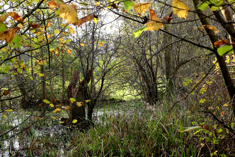 Autumn Wetlands - Urban Sanctuary