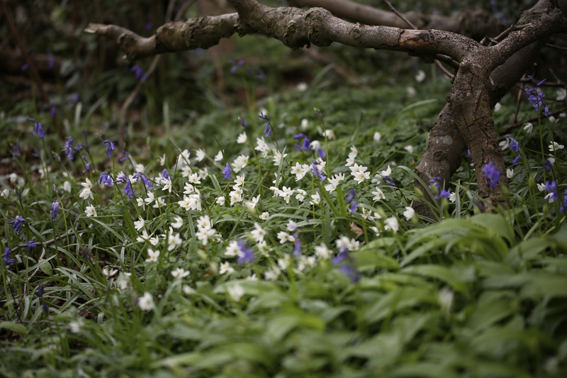 Spring Carpet 1 - Urban Sanctuary