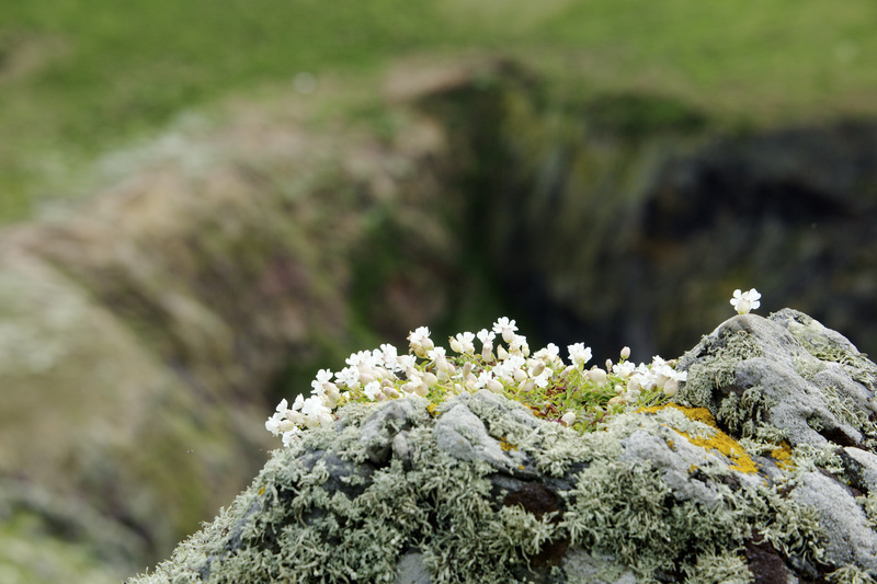 Flower and Rock 1 - Puffins and Friends