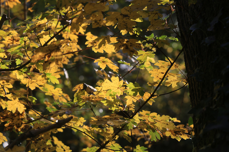Autumn Leaves 2 - Urban Sanctuary
