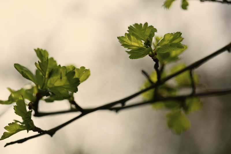 Spring Leaf 1 - Urban Sanctuary