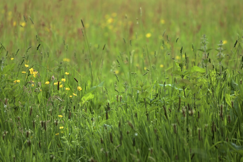 Meadow 1 - Urban Sanctuary
