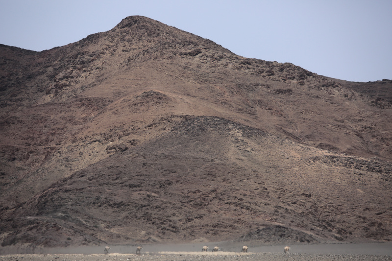 Oryx in the Heat Haze - Namibian Wildlife