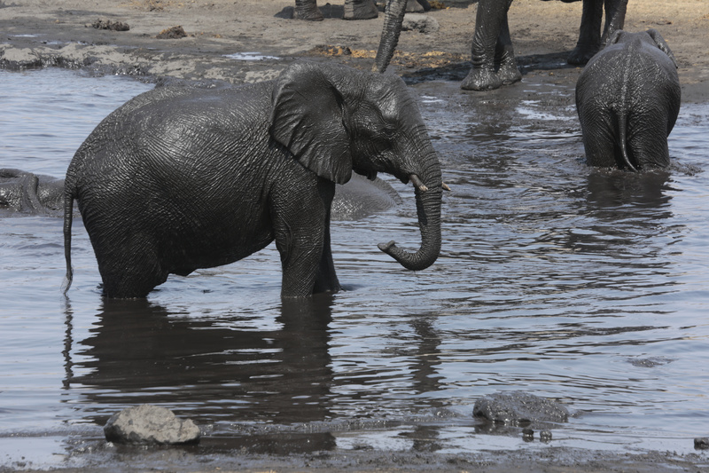 Elephant at the Mud Bath 2 - Namibian Wildlife