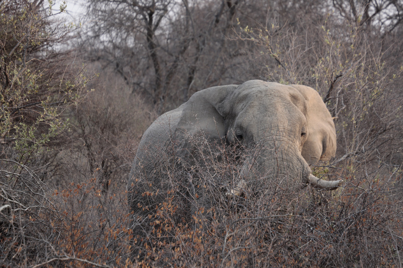 Morning Browser - Namibian Wildlife