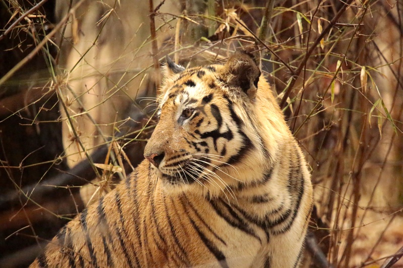  - Tiger! Tiger!