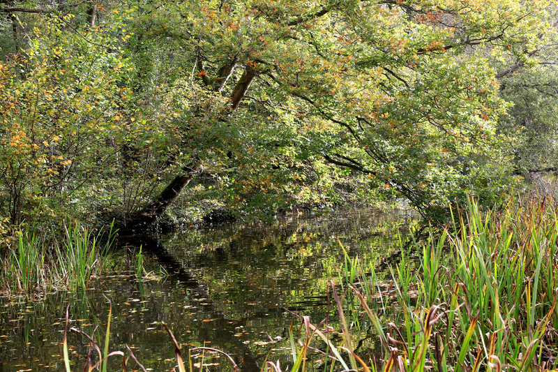 Autumn Canal - Urban Sanctuary