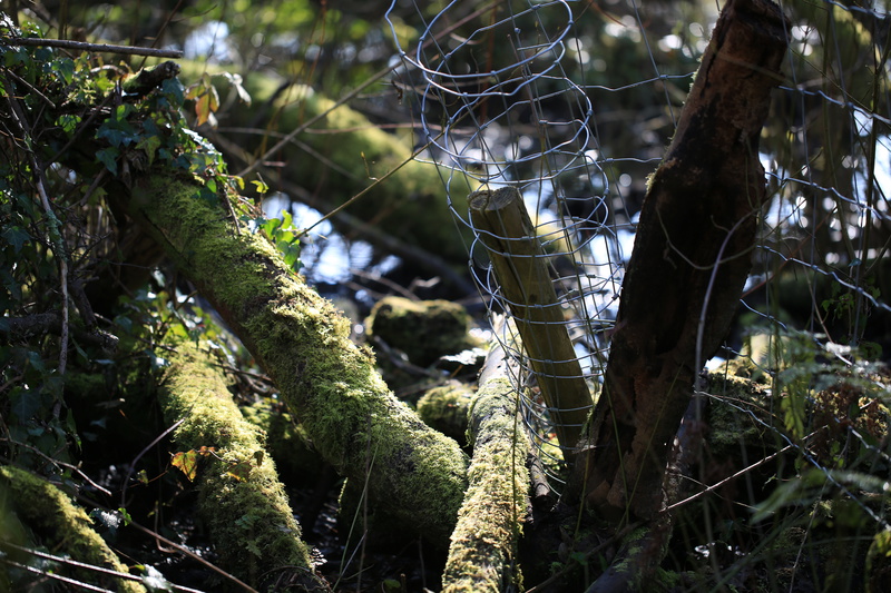 Wire 1 - Urban Sanctuary